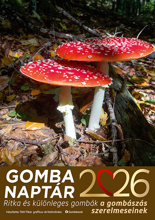 Különleges Gombák falinaptár A4